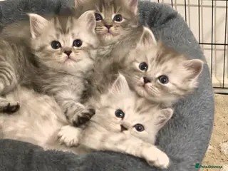 Persian cats Beautiful Persian Kittens - Advert 2