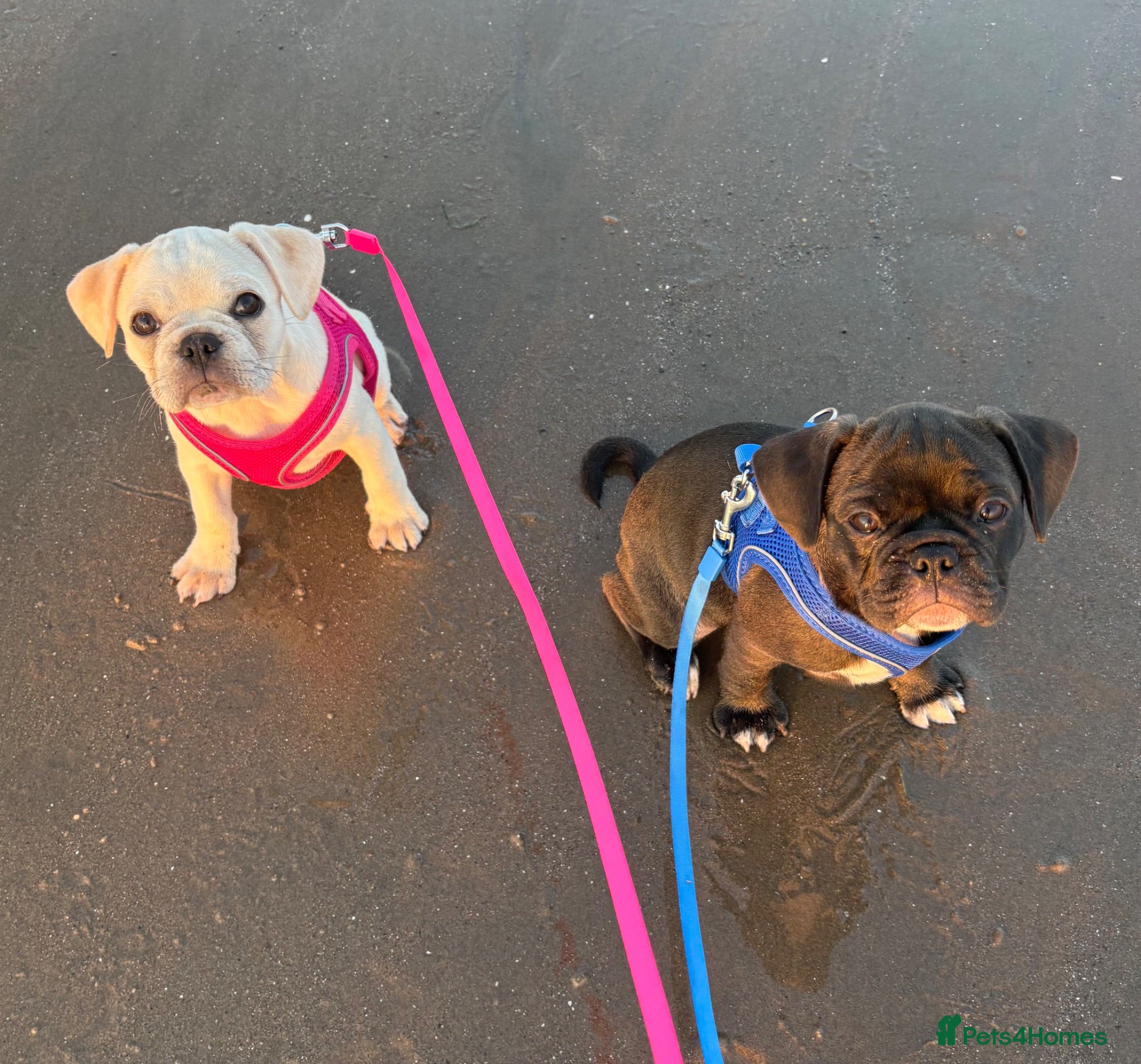 Frug dogs Frug puppies 🐶READY NOW  - Advert 7