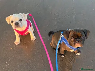 Frug dogs Frug puppies 🐶READY NOW - Advert 7