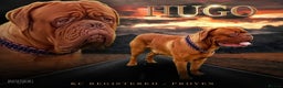 Dogue De Bordeaux dogs for stud: DDB STUD WELL PROVEN- CAN TRAVEL in Slough - Advert 1