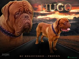 Dogue De Bordeaux dogs in Slough - Advert 1