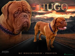 Dogue De Bordeaux dogs DDB STUD WELL PROVEN- CAN TRAVEL in Slough - Advert 1