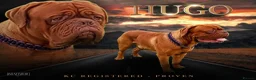 Dogue De Bordeaux dogs for stud: DDB STUD WELL PROVEN- CAN TRAVEL in Slough - Advert 1