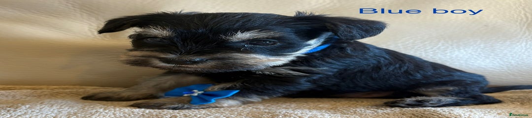 Miniature Schnauzer Puppy 2