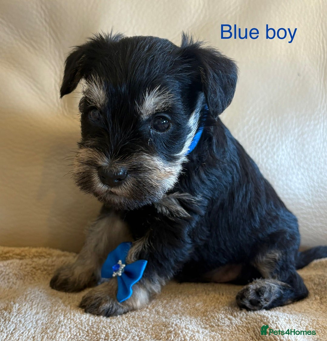Miniature Schnauzer dogs for sale: Kc registered miniature schnauzer Bva eye test - Image 6