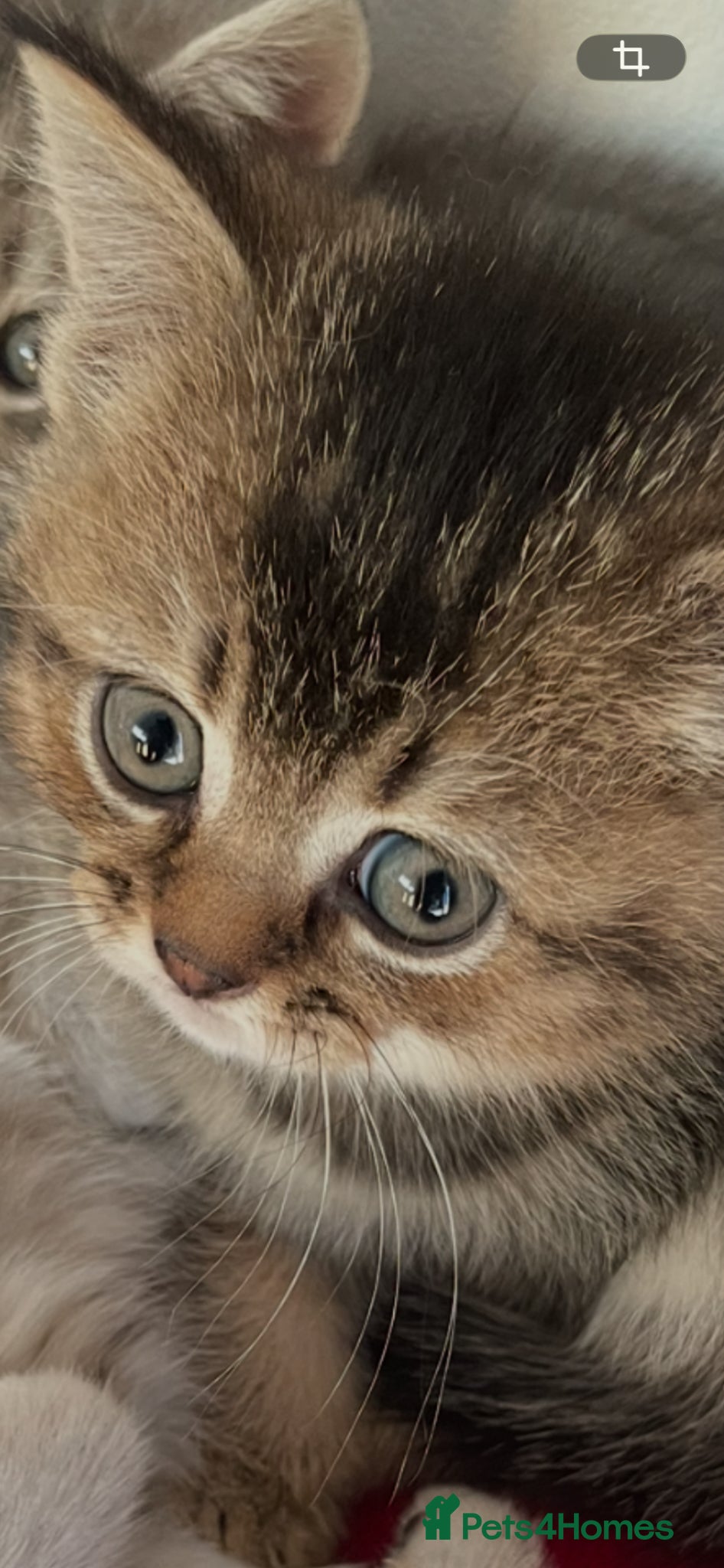 British Shorthair cats Beautiful British shorthair pedigree kittens - Advert 2