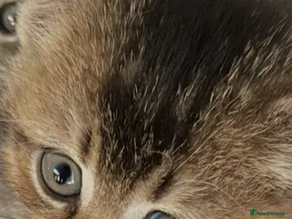 British Shorthair cats Beautiful British shorthair pedigree kittens - Advert 1