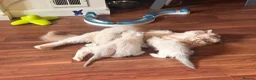 Ragdoll cats for sale: Pedigree Ragdoll Kittens GCCF Registered   in Dagenham - Advert 10