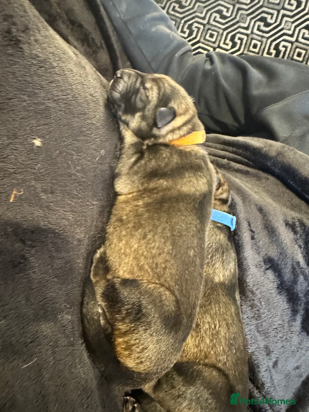 German Shepherd dogs for sale: 🧬Working Line German Shepherds, Full HealthTested - Advert 22