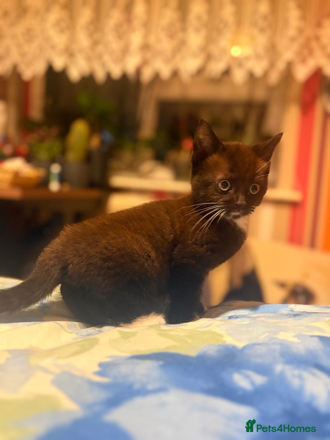 Mixed Breed cats for sale: 3 Stunning Kittens Ready to Go! - Advert 4