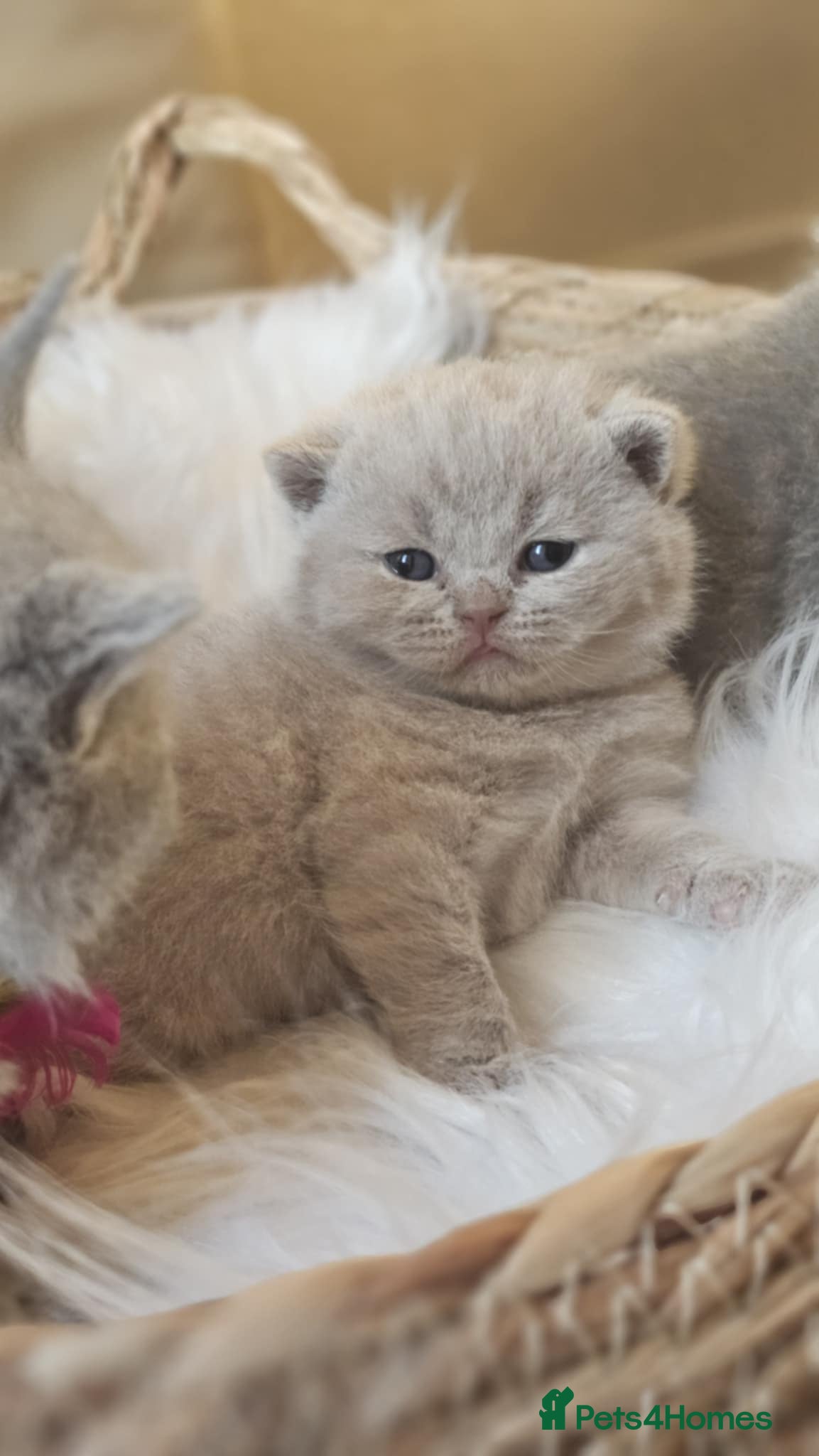 British Shorthair cats High-Quality British Shorthair Kittens GCCF🐾 - Advert 2