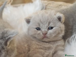 British Shorthair cats High-Quality British Shorthair Kittens GCCF🐾 - Advert 2