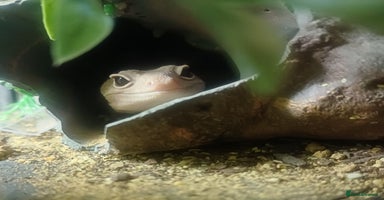 Leopard Gecko reptiles - Advert 5