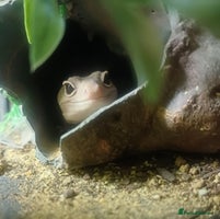 Leopard Gecko reptiles - Advert 5