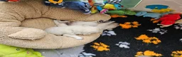 Golden Retriever dogs for sale: Outstanding Kc registered Golden Retriever puppies - Advert 21