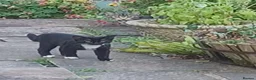 Mixed Breed cats for sale: Gorgeous tabby kitten - Advert 2