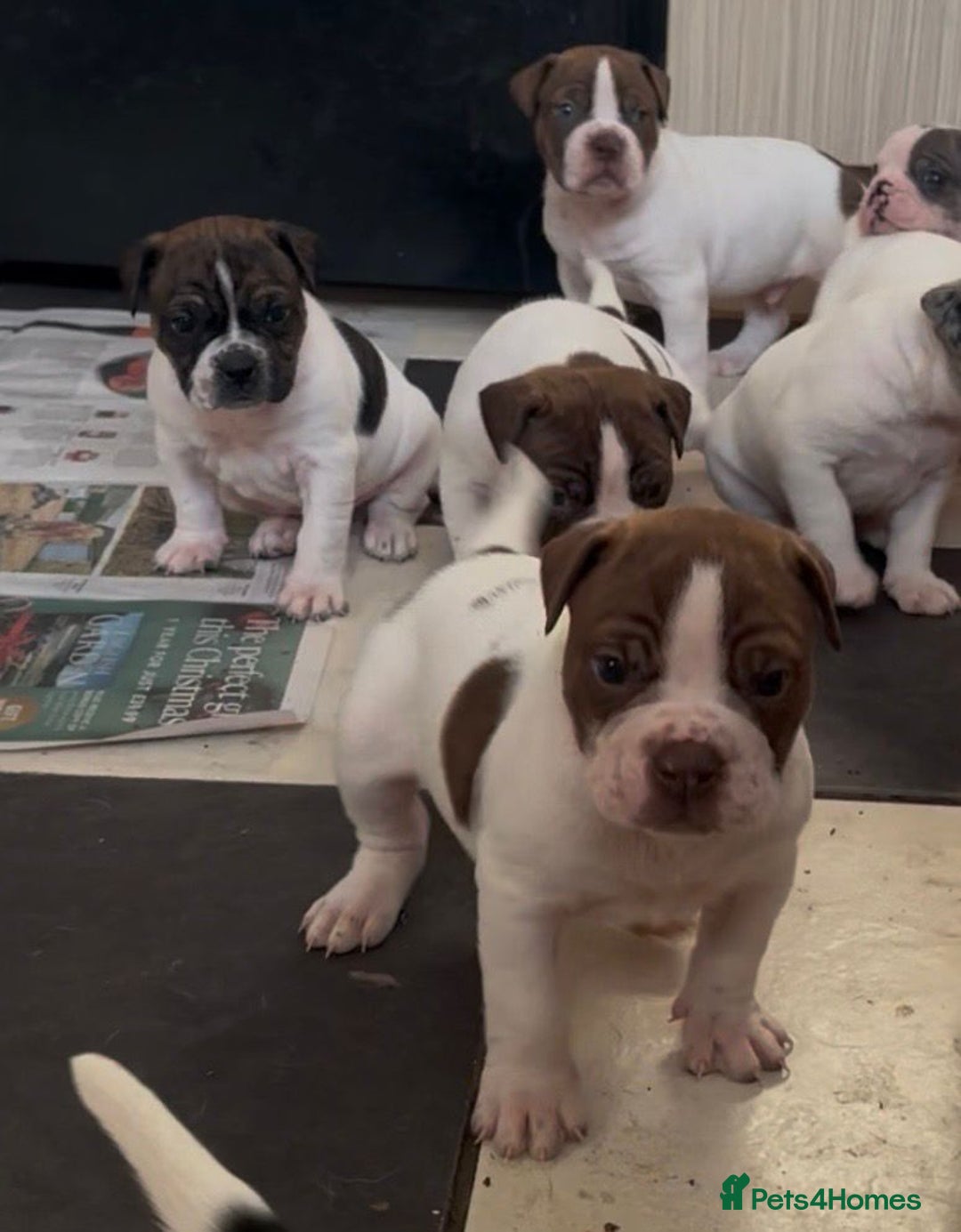 Alapaha Blue Blood Bulldog dogs for sale: TOP QUALITY PURE ALAPAHA BULLDOGS - Advert 31