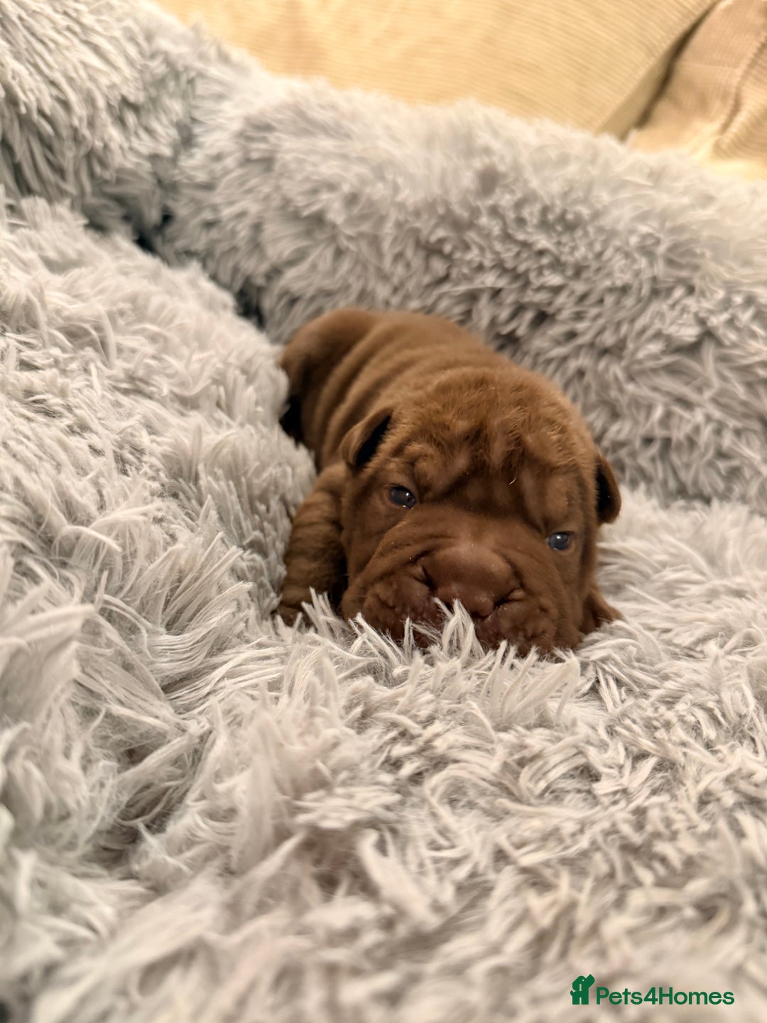 Mixed Breed dogs for sale: Gawjuss Bullpei Puppies 🐶 - Advert 35
