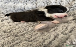 Welsh Corgi Cardigan dogs for sale: WELSH CARDIGAN CORGI BABIES FROM 5 ⭐ LICENSED HOME - Image 28