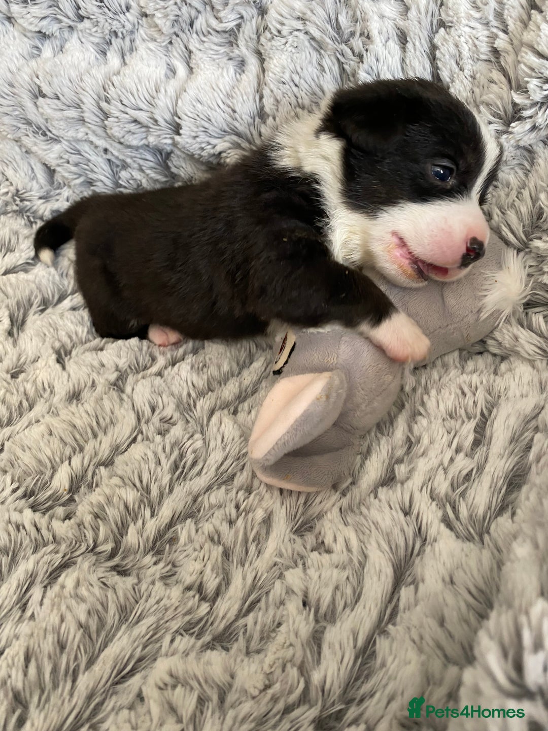 Welsh Corgi Cardigan dogs for sale: WELSH CARDIGAN CORGI BABIES FROM 5 ⭐ LICENSED HOME - Image 28