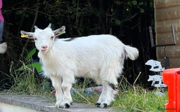 Goats livestock for sale: 2 MALE PYGMY GOATS FREE TO GOOD HOME - Image 6