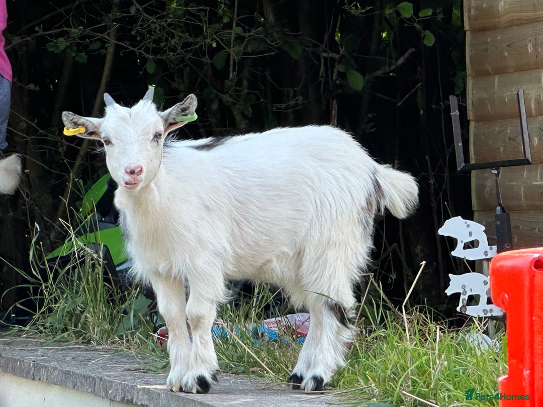 Goats livestock for sale: 2 MALE PYGMY GOATS FREE TO GOOD HOME - Image 6