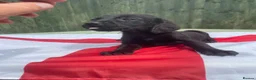 Cockerdor dogs for sale: Cockedor puppies  - Advert 6