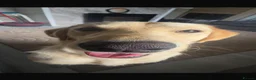 Labrador Retriever dogs for sale: Golden labrador  - Advert 3