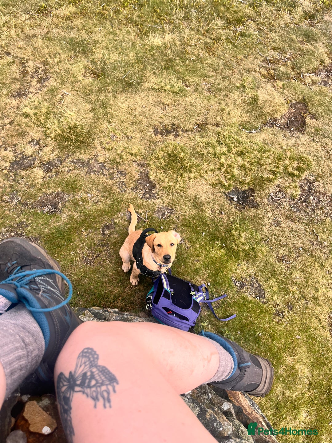 Labrador Retriever dogs for sale: Loving Labrador Daisy Seeking Forever Home - Advert 11