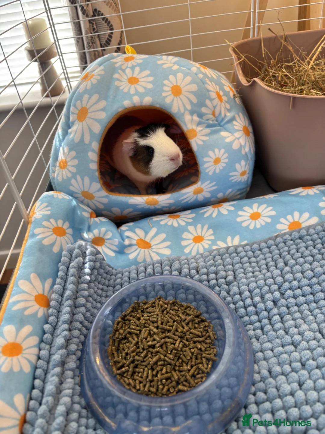 Guinea Pig rodents for sale: 2 Guinea pig sows  in Spalding - Advert 2