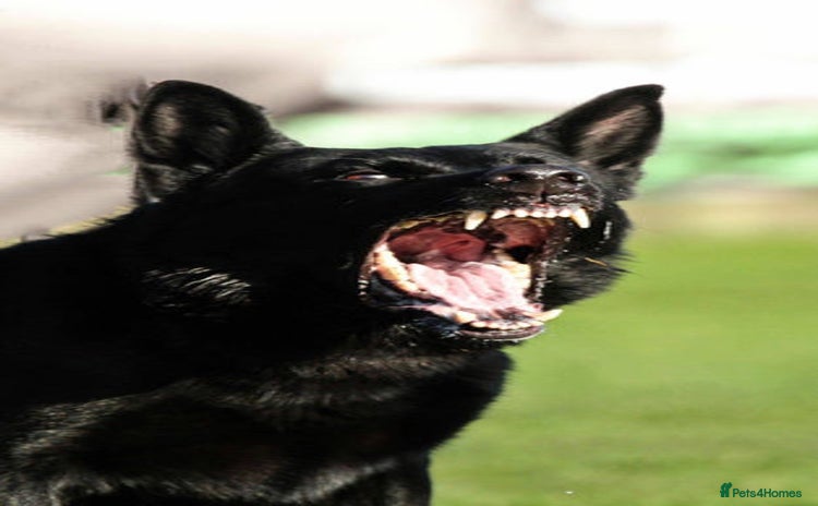 German Shepherd dogs - Advert 10
