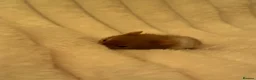 Hamster rodents for sale: Boy hamster for adoption  in Stafford - Advert 3