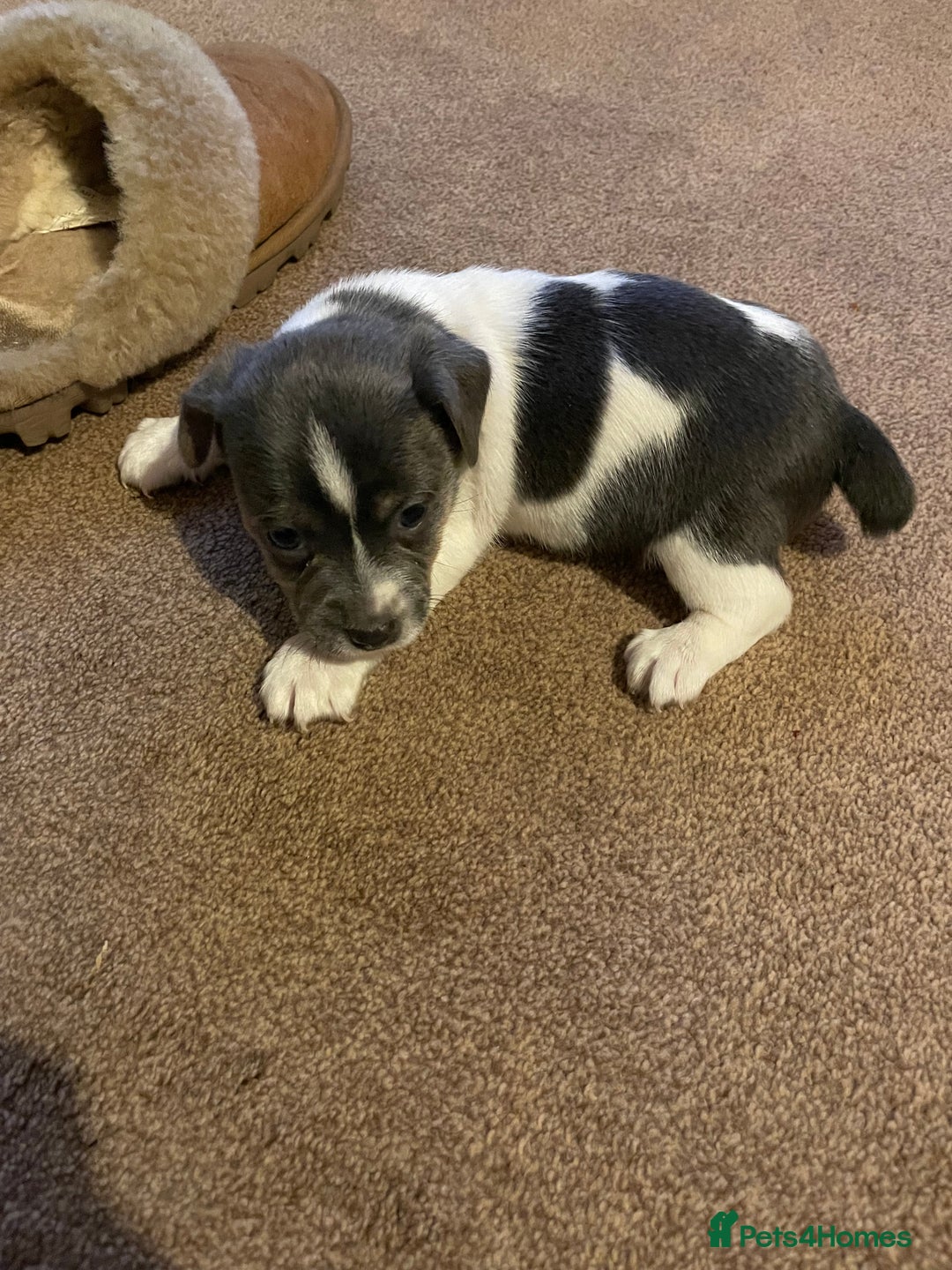 Jack Russell dogs for sale: Miniature Jack Russell puppy lilac and white - Advert 4