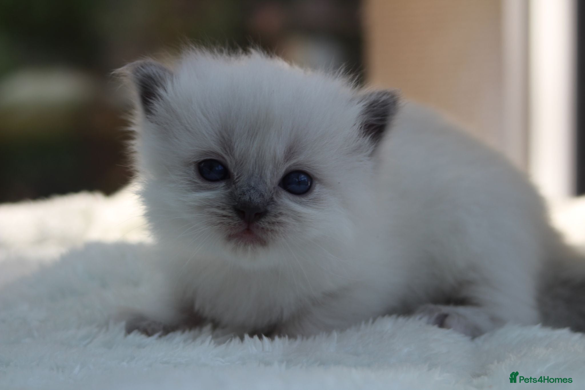 Ragdoll cats Outstanding Pedigree GCCF Ragdoll Kittens - Advert 5