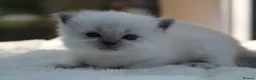 Ragdoll cats for sale: Outstanding Pedigree GCCF Ragdoll Kittens - Advert 1