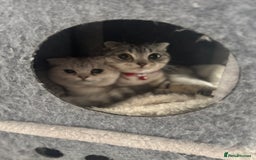 Scottish Fold cats for sale: Scottish fold female pick of litter - Image 11