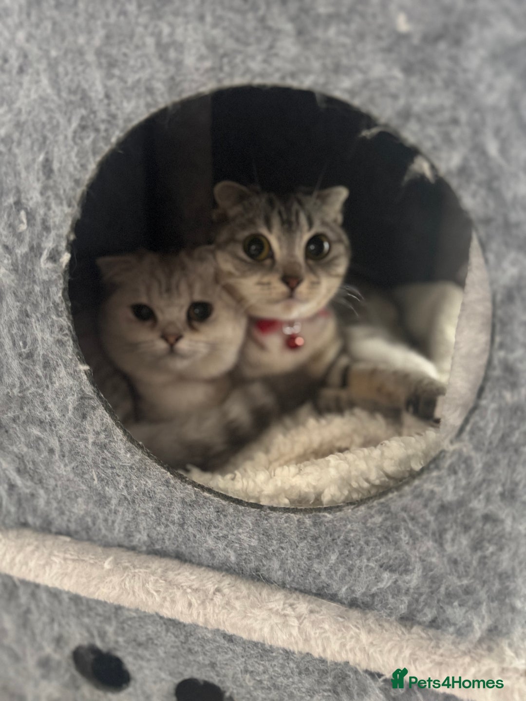 Scottish Fold cats for sale: Scottish fold female pick of litter - Image 11