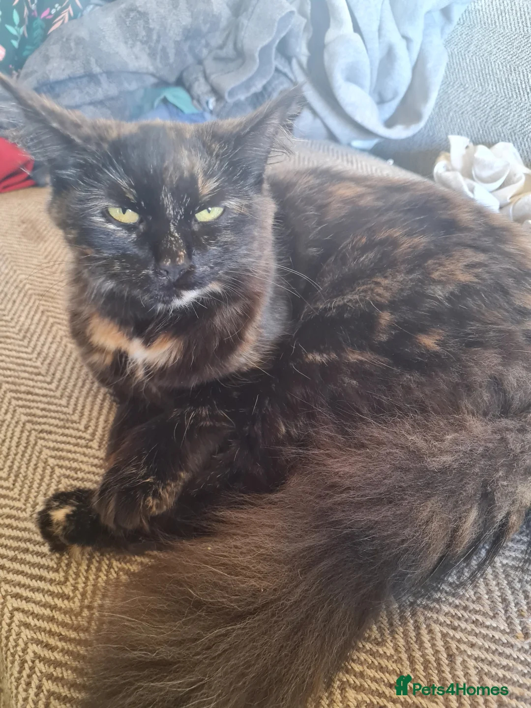 Mixed Breed cats for sale: Female Brindle Cat - Advert 2