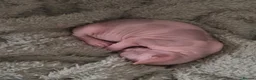 Sphynx cats for sale: Two beautiful Sphynx kittens - Advert 8