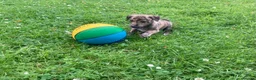 Whippet dogs for sale: 6 STUNNING WHIPPET PUPPIES - Advert 27