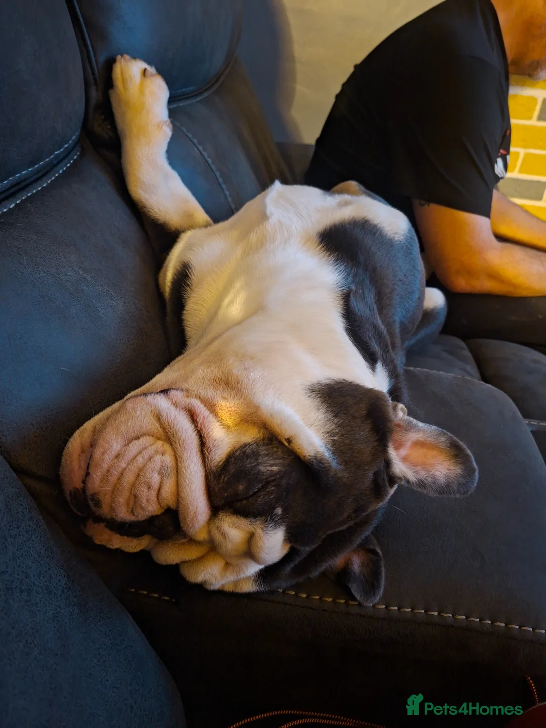 English Bulldog dogs for sale: Biscuit the bulldog in Camborne - Advert 5