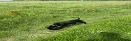 Cane Corso dogs for sale: Lovely cane corso female  - Advert 5