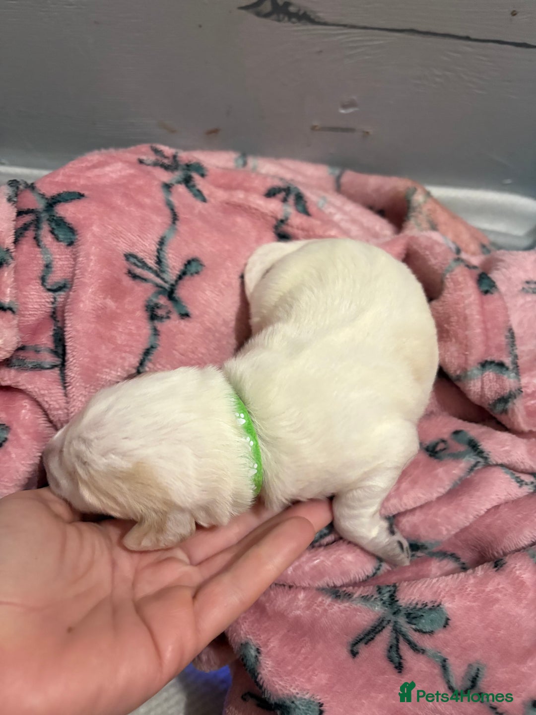 Cockapoo dogs for sale: Cockapoo puppies  - Advert 10