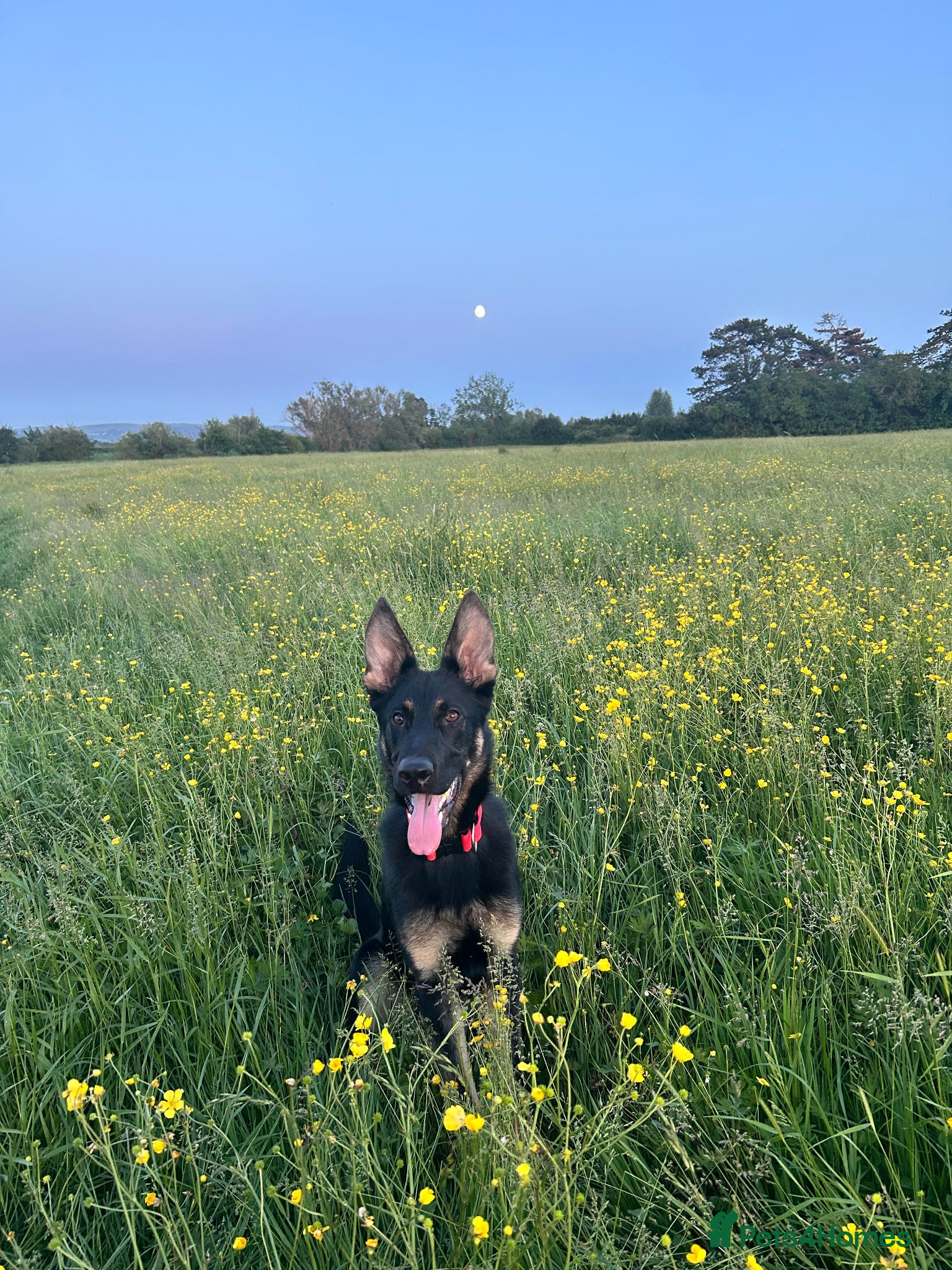 German Shepherd dogs for sale: 9 Month German Shepherd Rehoming - Advert 1
