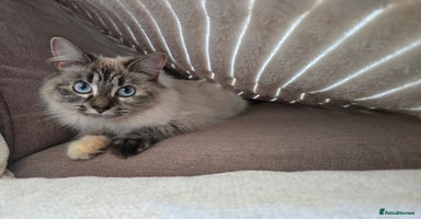 Ragdoll cats - Advert 13