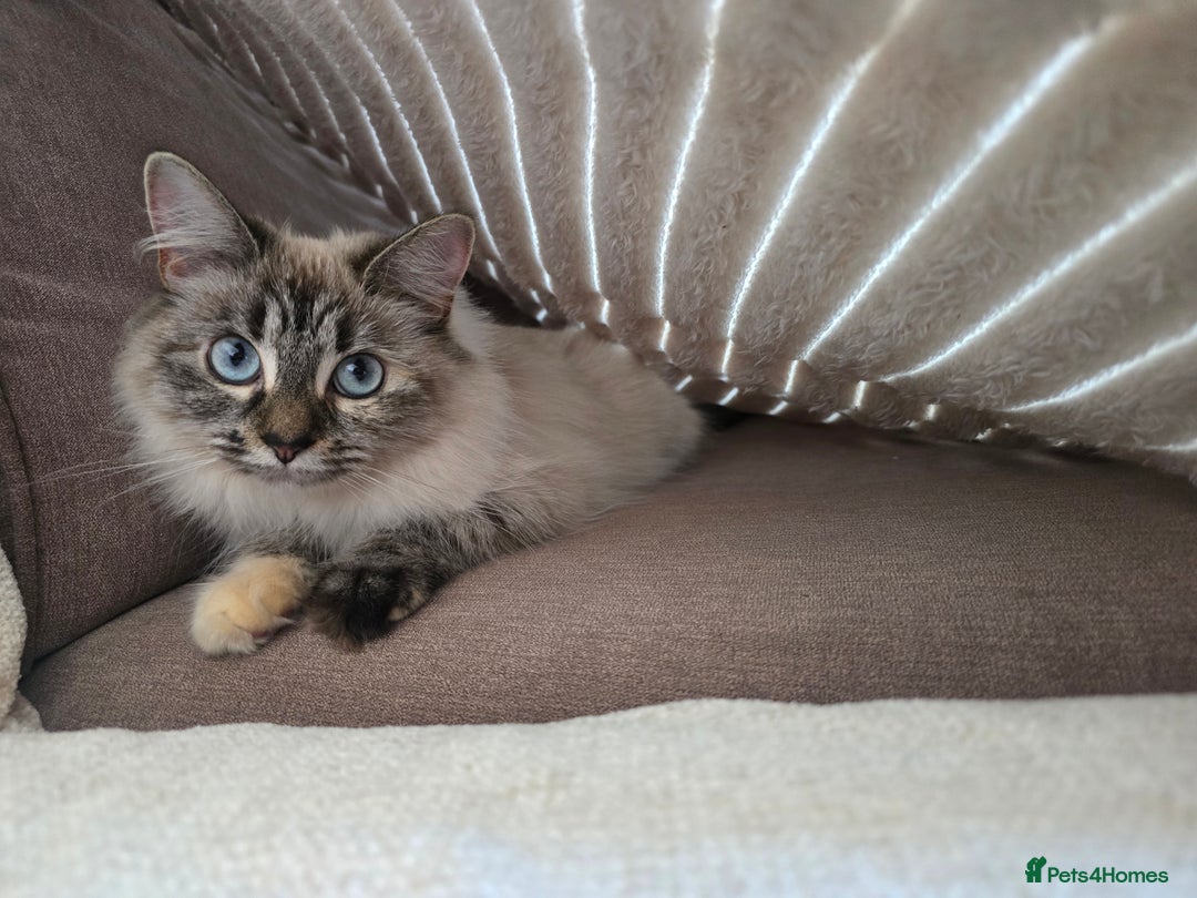 Ragdoll cats for sale: 🐾 DUE 14TH OCTOBER 🐾 - Image 2