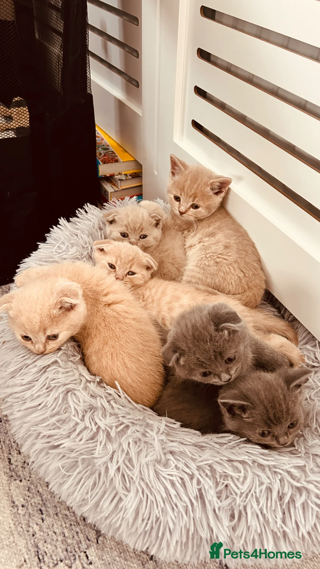 Scottish Fold cats for sale: Six Stunning Scottish Fold Kittens  - Advert 1