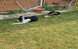 Border Collie dogs for sale: 18 mth old girl - Image 6