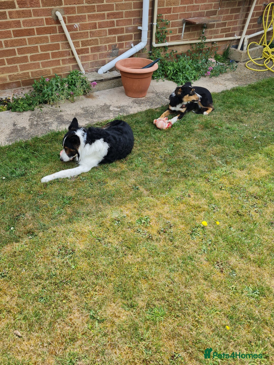 Border Collie dogs for sale: 18 mth old girl - Image 6