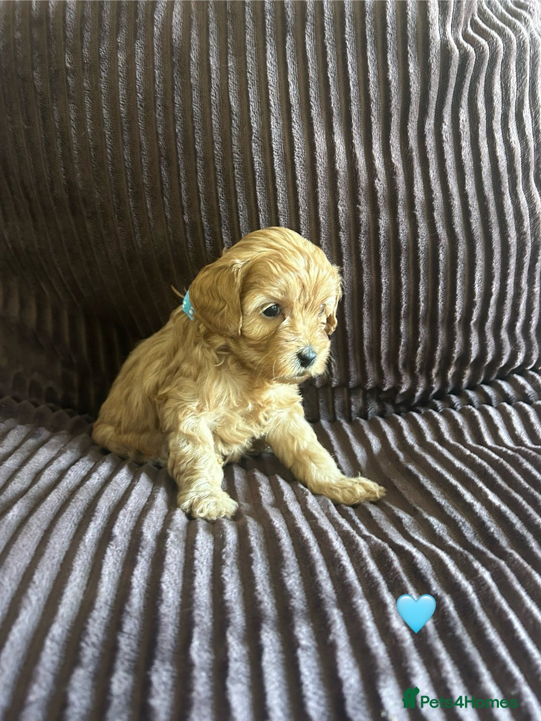 Cavapoo dogs for sale: Toy cavapoo  - Advert 16